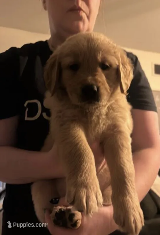 Dakota *registered* – Golden Retriever puppy for sale in Minneapolis, MN