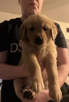 Dakota *registered*, a male Golden Retriever for sale in Minneapolis, MN – 1 of 1