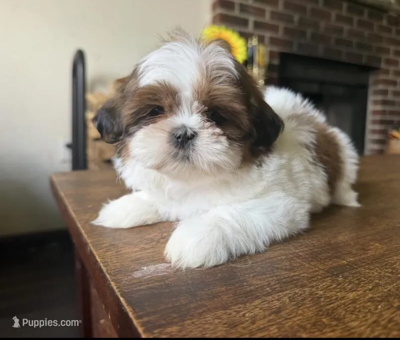 Benji – Shih Tzu puppy for sale in Minneapolis, MN