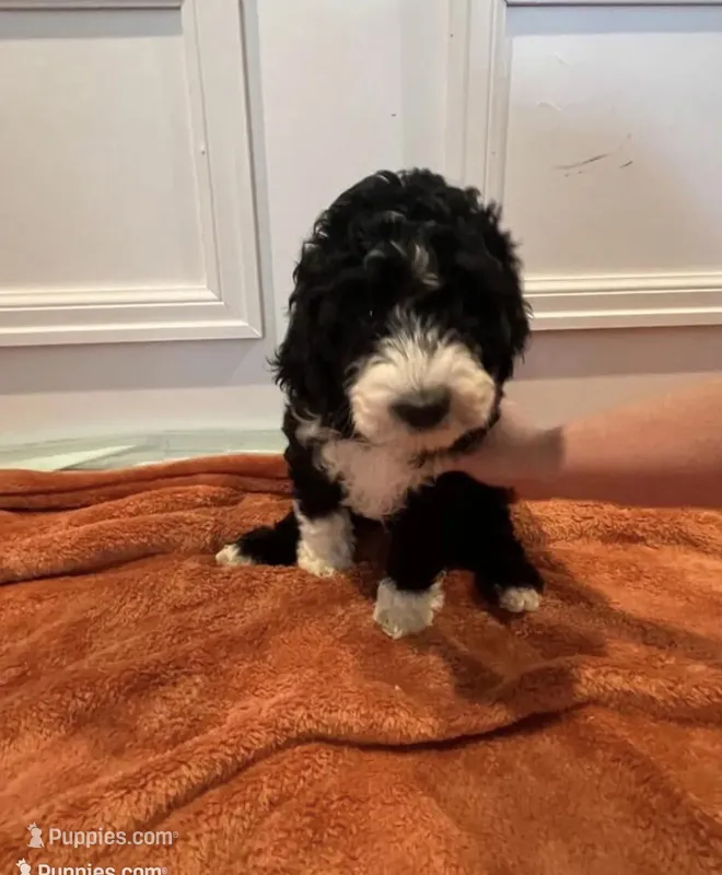 Kayda  – Goldendoodle puppy for sale in Minneapolis, MN