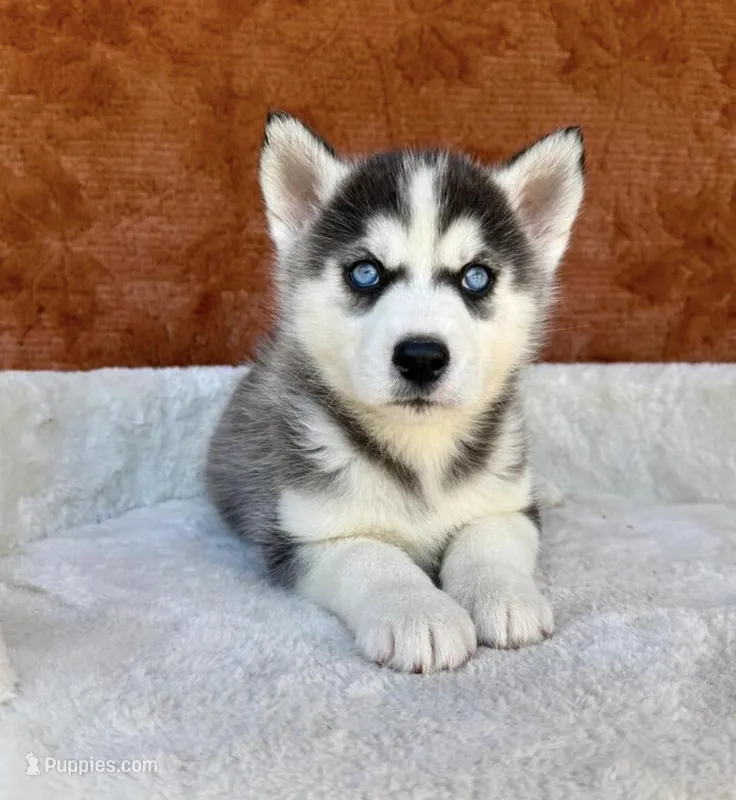 Neytiri  – Siberian Husky puppy for sale in Minneapolis, MN