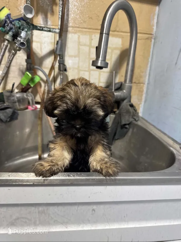 Wrangler  – Shih Tzu puppy for sale in Minneapolis, MN