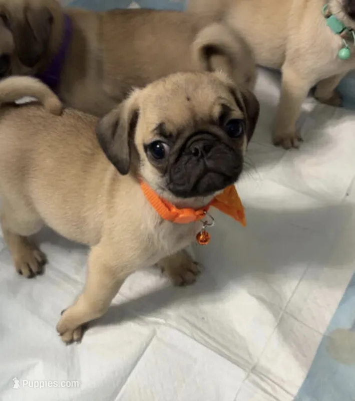Georgie  – Pug puppy for sale in Minneapolis, MN