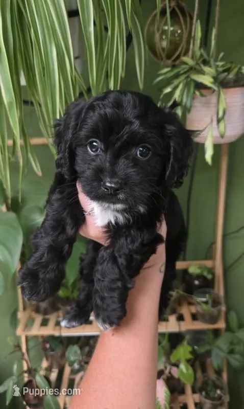rosemary  – Cavapoo puppy for sale in Minneapolis, MN
