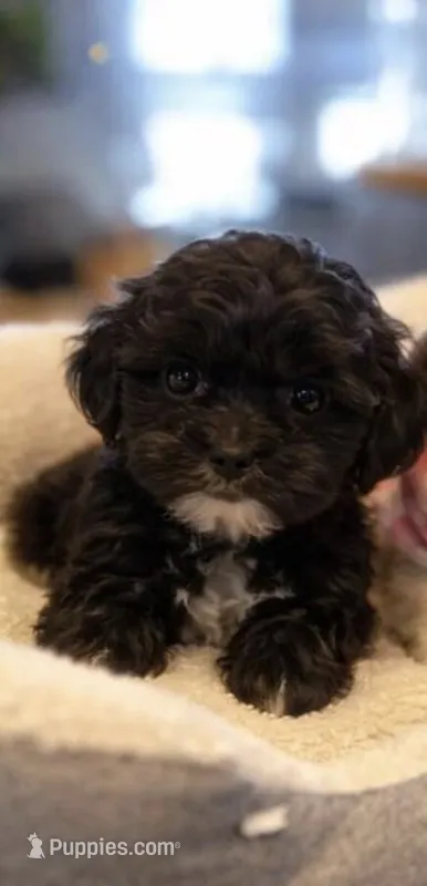 Chip – Maltipoo puppy for sale in Minneapolis, MN