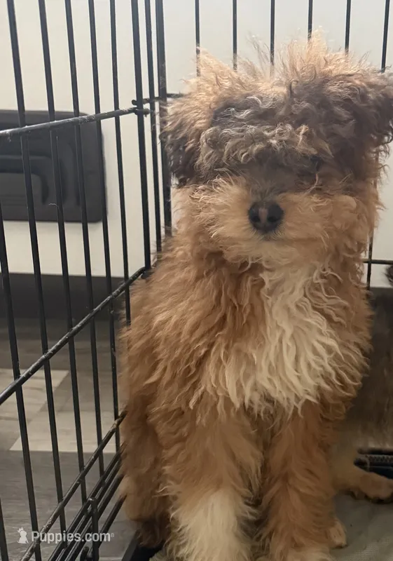 cleo – Pomapoo puppy for sale in Minneapolis, MN