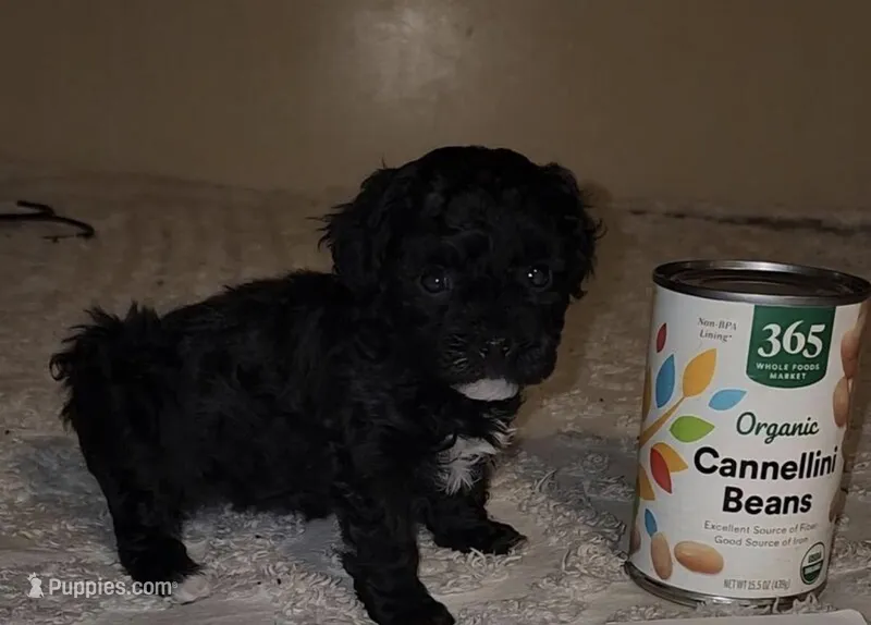 Chauncey  – Yorkshire Terrier, Poodle - Toy  puppy for sale in Minneapolis, MN