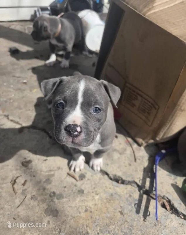 Jasmine  – American Bully puppy for sale in Minneapolis, MN