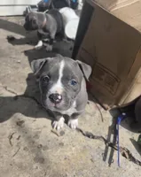Jasmine , a female American Bully for sale in Minneapolis, MN – 1 of 1