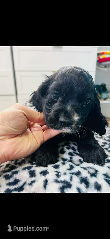 Franny , a female Cocker Spaniel for sale in Minneapolis, MN – Photo 1 of 1