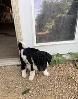 Kingston , a female Goldendoodle for sale in Minneapolis, MN – 1 of 1