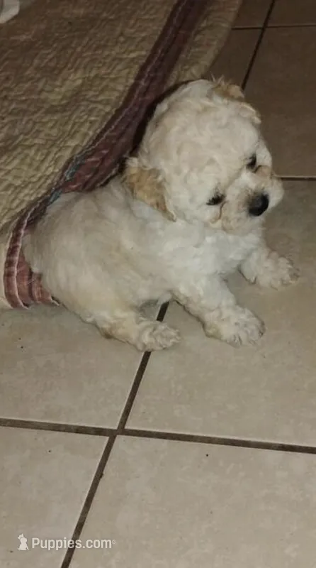 Pluto – Shihpoo puppy for sale in Minneapolis, MN