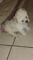 Pluto, a male Shihpoo for sale in Minneapolis, MN – 1 of 1