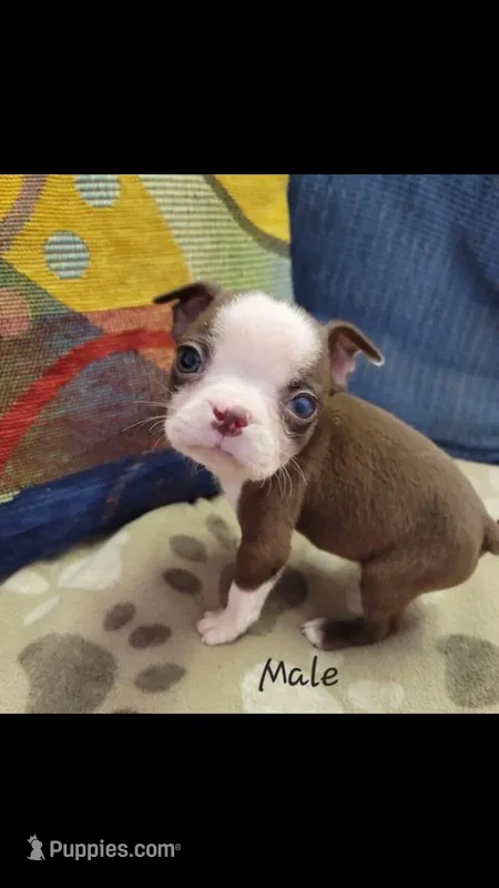 Carley – Boston Terrier puppy for sale in Minneapolis, MN