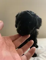 Pinto Bean, a male Poodle - Miniature  for sale in Minneapolis, MN – 1 of 1