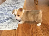 Princess , a female Pembroke Welsh Corgi for sale in Minneapolis, MN – 1 of 1