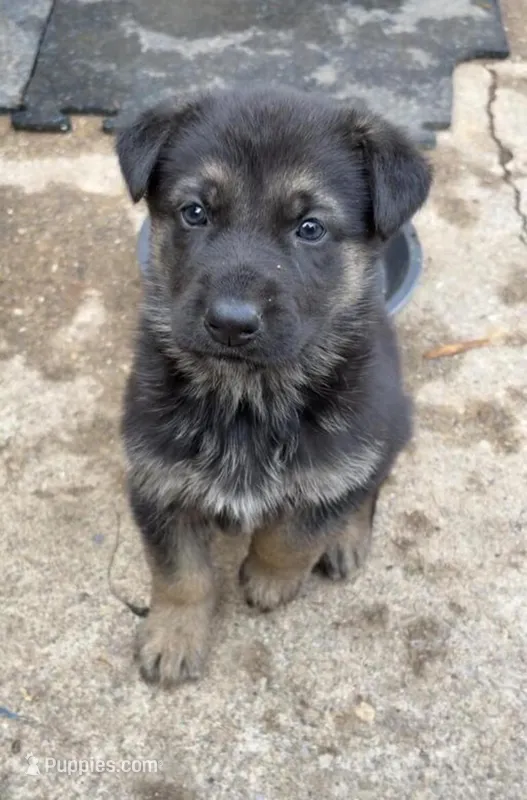 Reign , a female German Shepherd Dog for sale in Minneapolis, MN – Photo 1 of 1