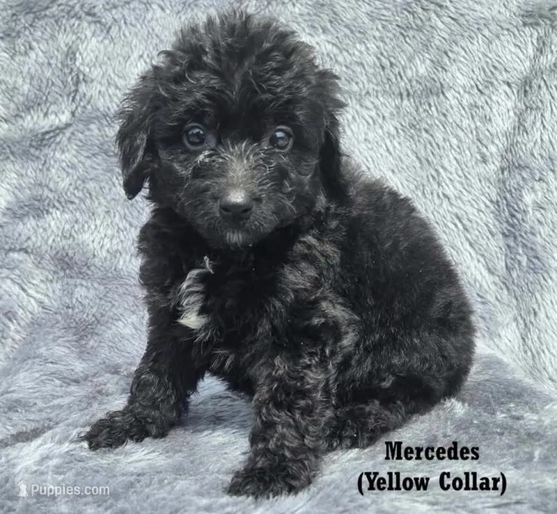 Mercedes  – Miniature Aussiedoodle puppy for sale in Minneapolis, MN