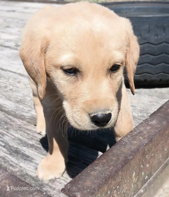 Reya  – Labrador Retriever puppy for sale in Minneapolis, MN