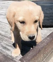 Reya , a female Labrador Retriever for sale in Minneapolis, MN – 1 of 1