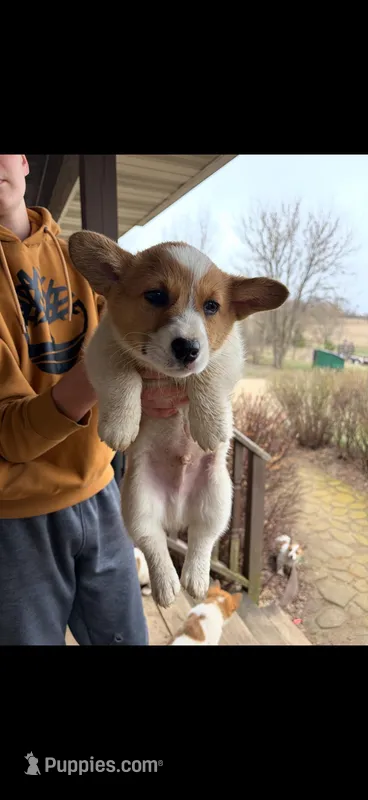 Dunkin  – Pembroke Welsh Corgi puppy for sale in Minneapolis, MN