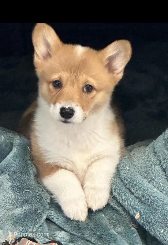 Dunkin  – Pembroke Welsh Corgi puppy for sale in Minneapolis, MN