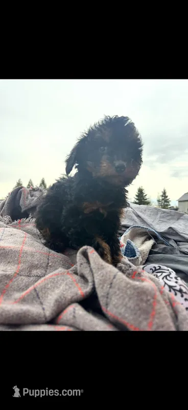 Pearl , a female Cavapoo for sale in Minneapolis, MN – Photo 1 of 1