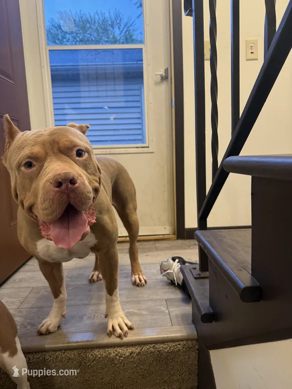 Cassie *free  – American Bully puppy for sale in Minneapolis, MN