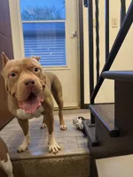 Cassie *free , a female American Bully for sale in Minneapolis, MN – 1 of 1