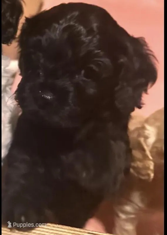 Sage – Cavapoo puppy for sale in Minneapolis, MN