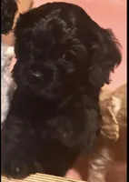 Sage, a male Cavapoo for sale in Minneapolis, MN – 1 of 1