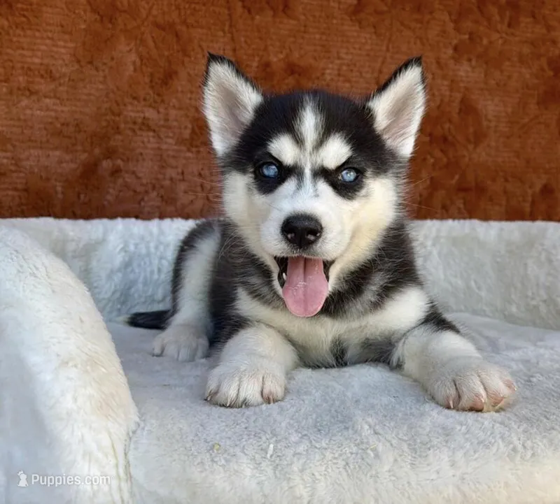 toruk – Siberian Husky puppy for sale in Minneapolis, MN