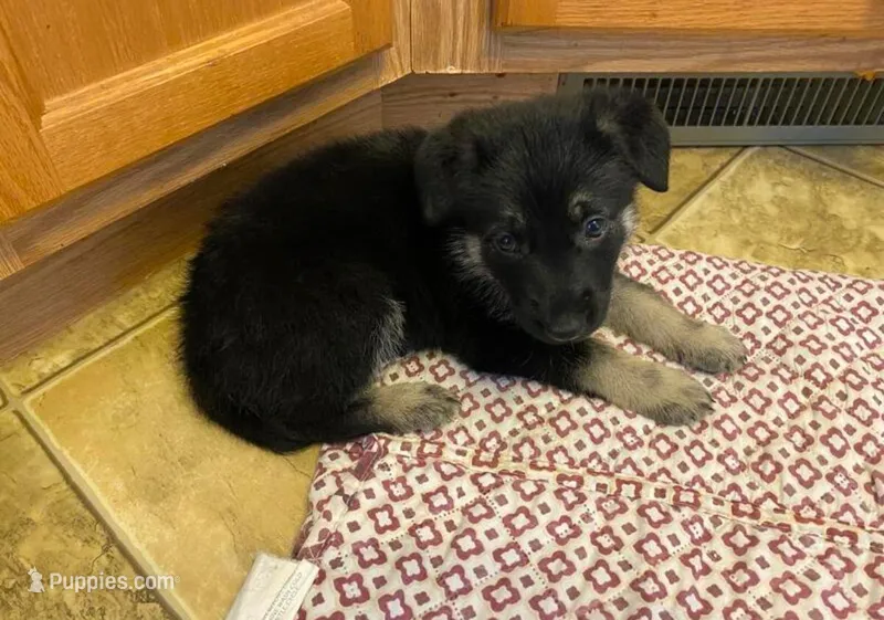 Lilly , a female German Shepherd Dog for sale in Minneapolis, MN – Photo 1 of 1