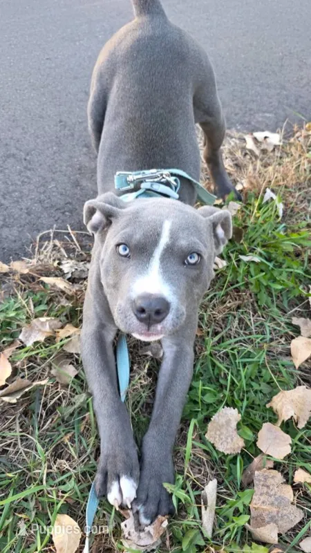Mabel  – American Pit Bull Terrier puppy for sale in Minneapolis, MN