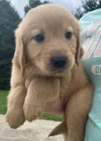 Cyrus , a male Golden Retriever for sale in Minneapolis, MN – 1 of 1