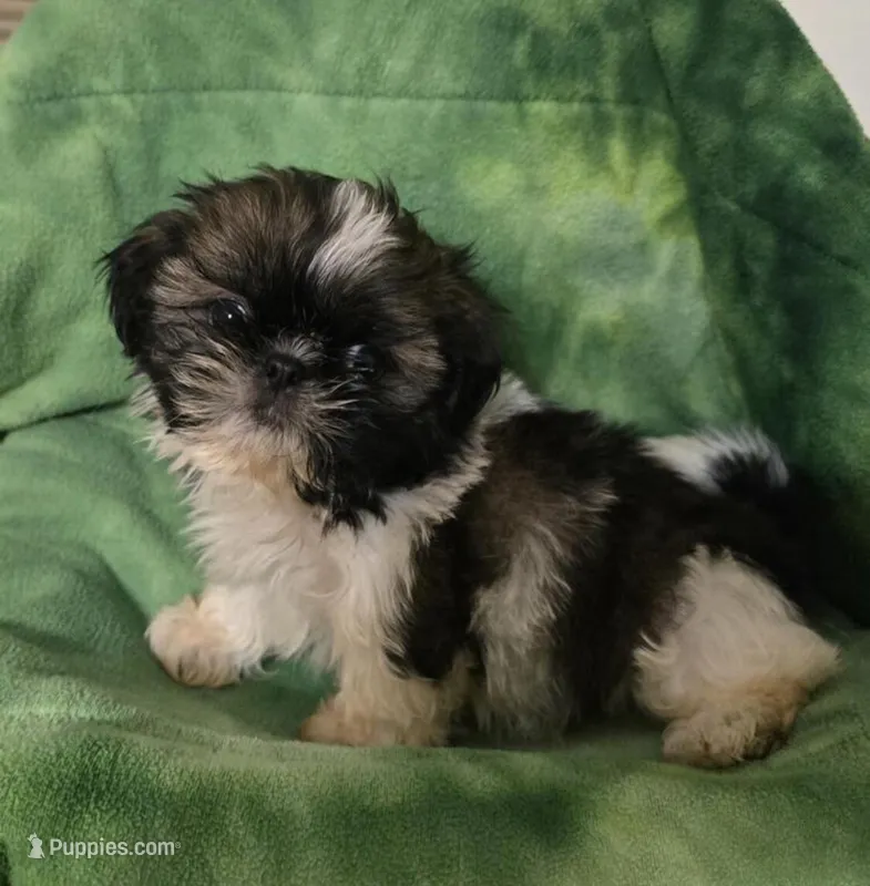 Regina – Shih Tzu puppy for sale in Minneapolis, MN