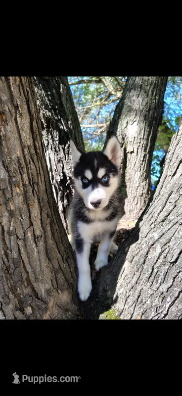 Canyon – Siberian Husky puppy for sale in Minneapolis, MN