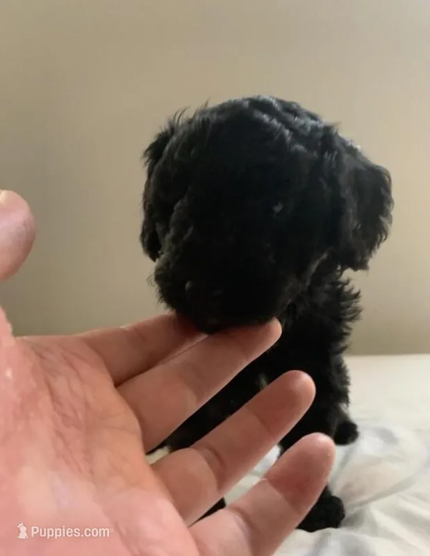 Pinto bean  – Poodle - Miniature  puppy for sale in Minneapolis, MN