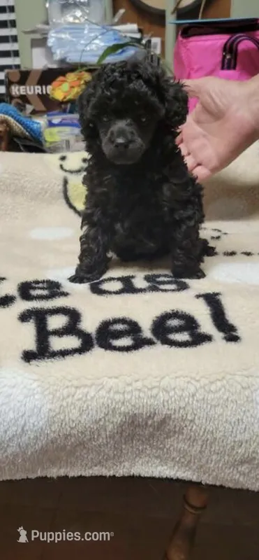 Pinto bean  – Poodle - Miniature  puppy for sale in Minneapolis, MN