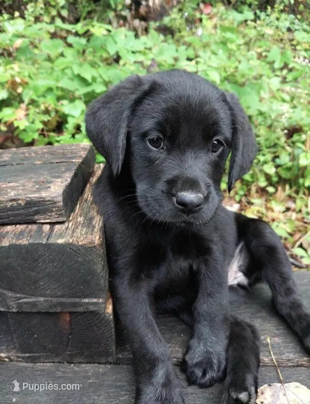 Chapo – Labrador Retriever puppy for sale in Minneapolis, MN