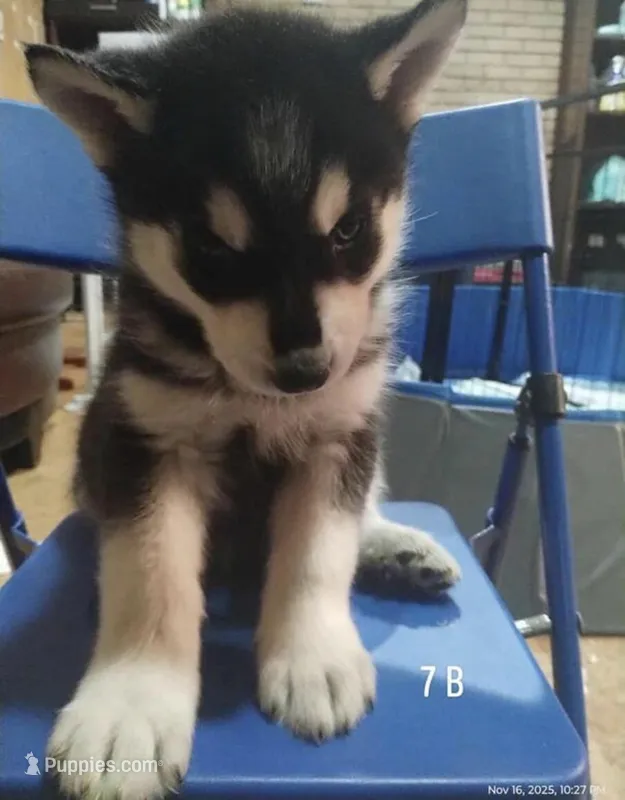 Graceyn  – Siberian Husky puppy for sale in Minneapolis, MN