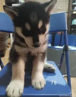 Graceyn , a female Siberian Husky for sale in Minneapolis, MN – 1 of 1