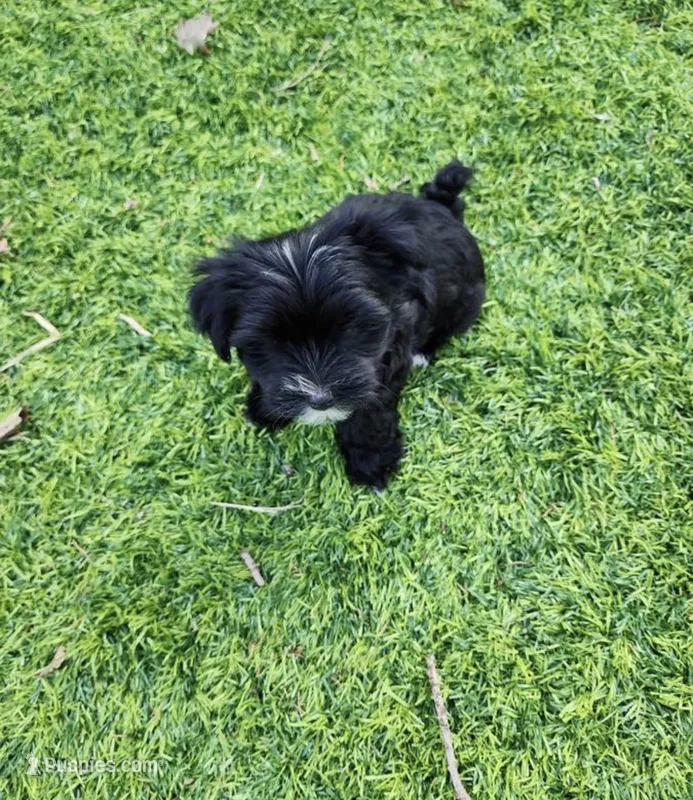 Chrome  – Morkie puppy for sale in Minneapolis, MN