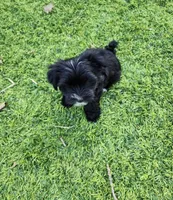 Chrome , a male Morkie for sale in Minneapolis, MN – 1 of 1