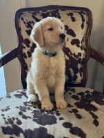 Winston , a male Golden Retriever for sale in Minneapolis, MN – 1 of 1