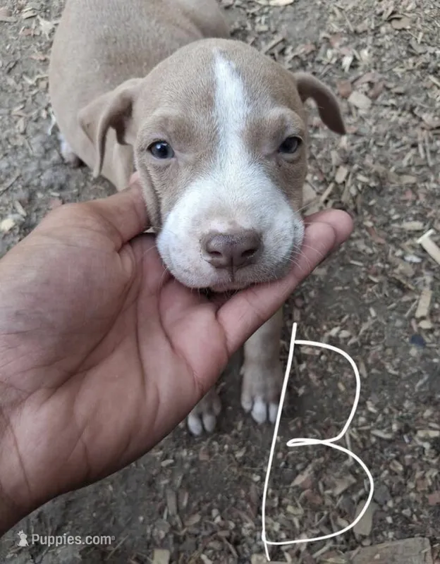 Drummond – American Pit Bull Terrier puppy for sale in Minneapolis, MN