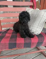 Reima, a female Cavapoo for sale in Minneapolis, MN – 1 of 1