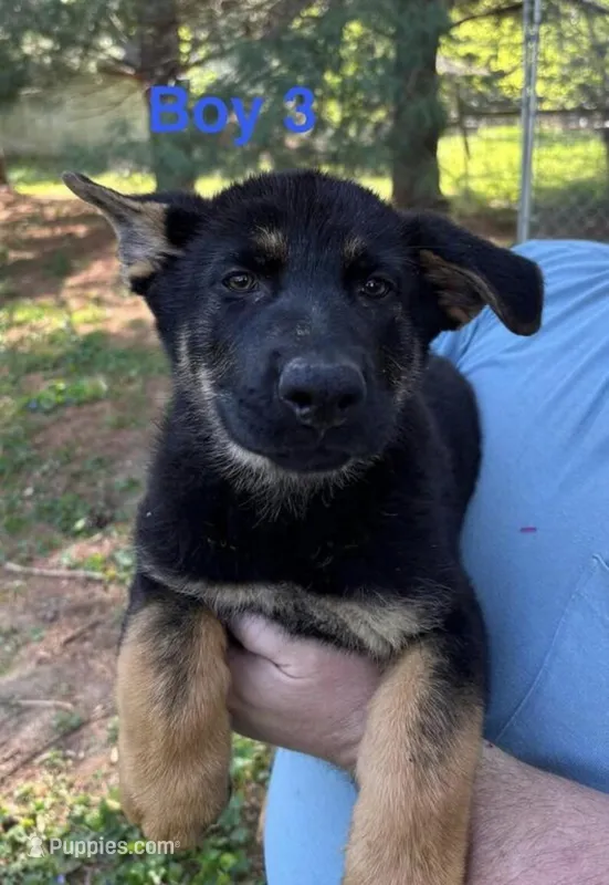 Roland  – German Shepherd Dog puppy for sale in Minneapolis, MN