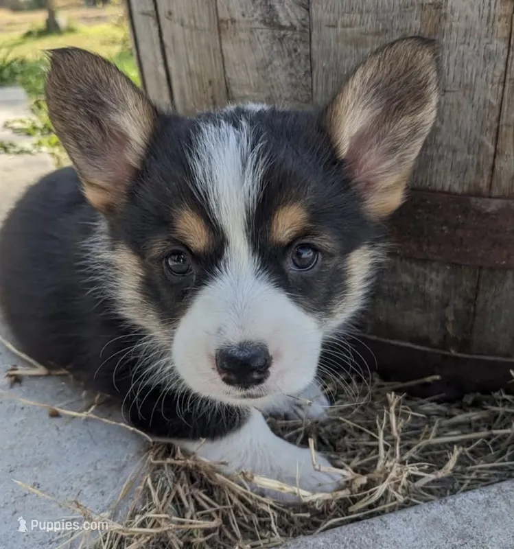 yoshi – Pembroke Welsh Corgi puppy for sale in Minneapolis, MN