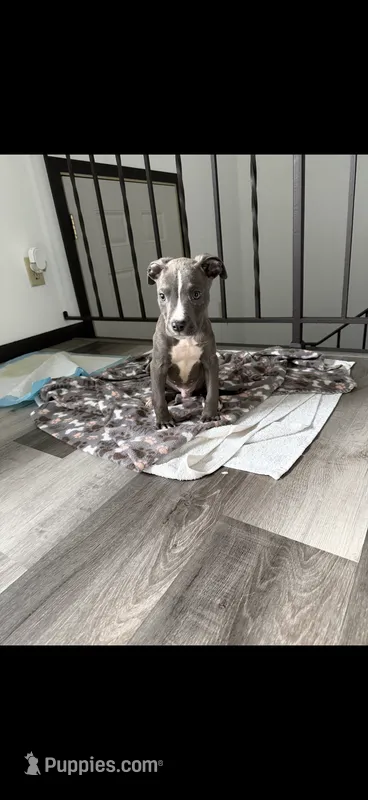 Cairo  – American Pit Bull Terrier puppy for sale in Minneapolis, MN